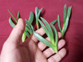 Ice Plant Cuttings 3-4 Inches Coastal Delosperma Succulent Live Ground Cover for Gardens