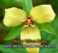 Yellow Trillium Bulbs – 5 Bare Root Wildflowers for Shade Gardens, Trillium luteum, Zones 4–9