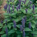 Anise Hyssop Seeds - 1000 Non-GMO Agastache foeniculum Herb Seeds for Culinary & Pollinator Gardens