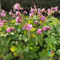 25+ Ingwersen's Geranium Seeds - Pelargonium x hortorum Perennial Flower Seeds for Garden, Containers, Hanging Baskets