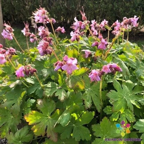 25+ Ingwersen's Geranium Seeds - Pelargonium x hortorum Perennial Flower Seeds for Garden, Containers, Hanging Baskets