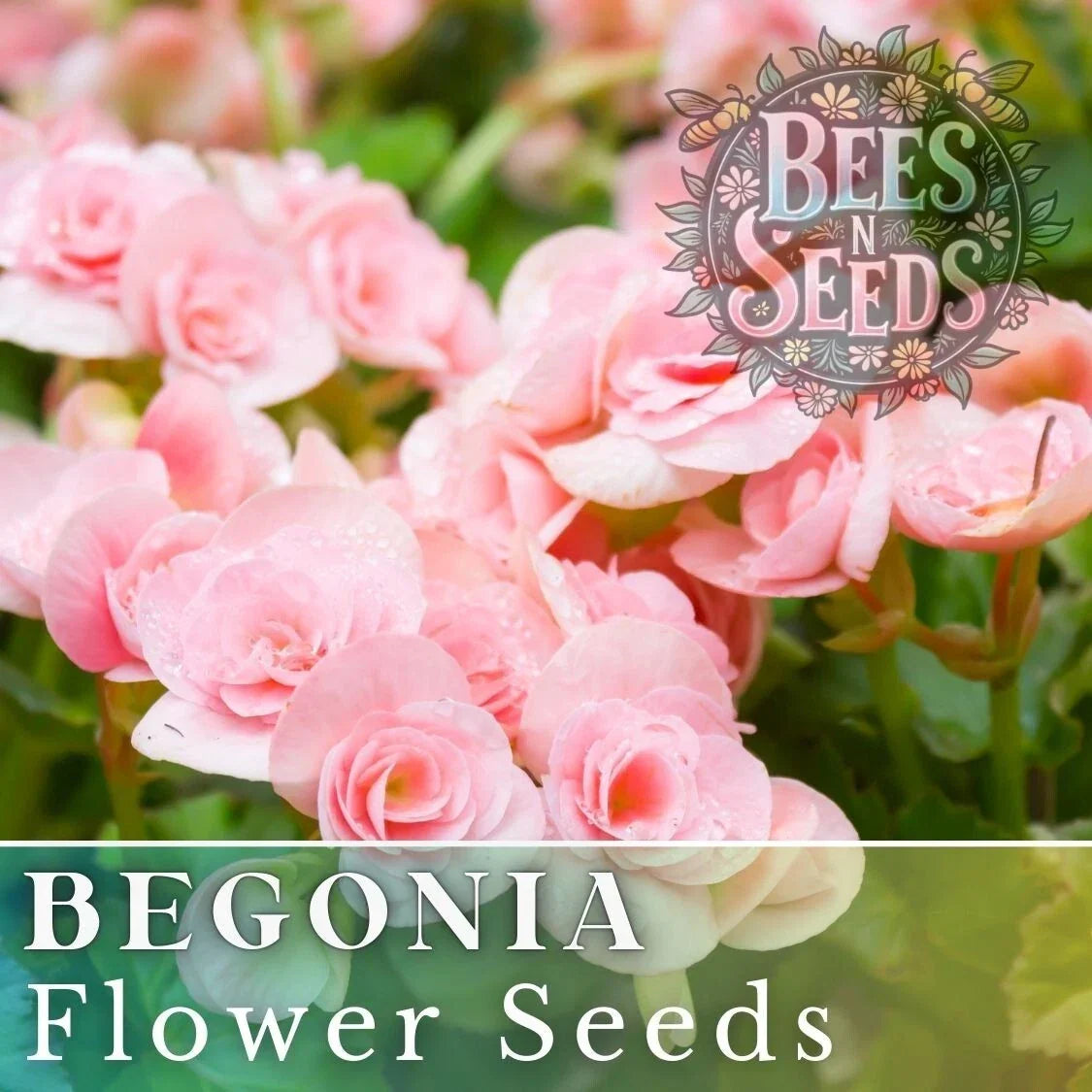 Begonia Seeds - Silken Charm Pack of 45 or 125 - Non-GMO Flower Seeds for Gardens & Containers - Begonia x tuberhybrida
