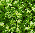 Curled Cress Seeds 1000 Count Non-GMO Slow Bolting Lepidium sativum for Salads & Garnishes
