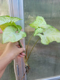 Syngonium Podophyllum 'White Butterfly' Arrowhead Plant - Well Rooted Bare Root Indoor Houseplant, Variegated Foliage