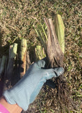 Live Lemongrass Plants - 4 Rooting Stalks for Cooking, Tea & Mosquito Repellent - Cymbopogon citratus