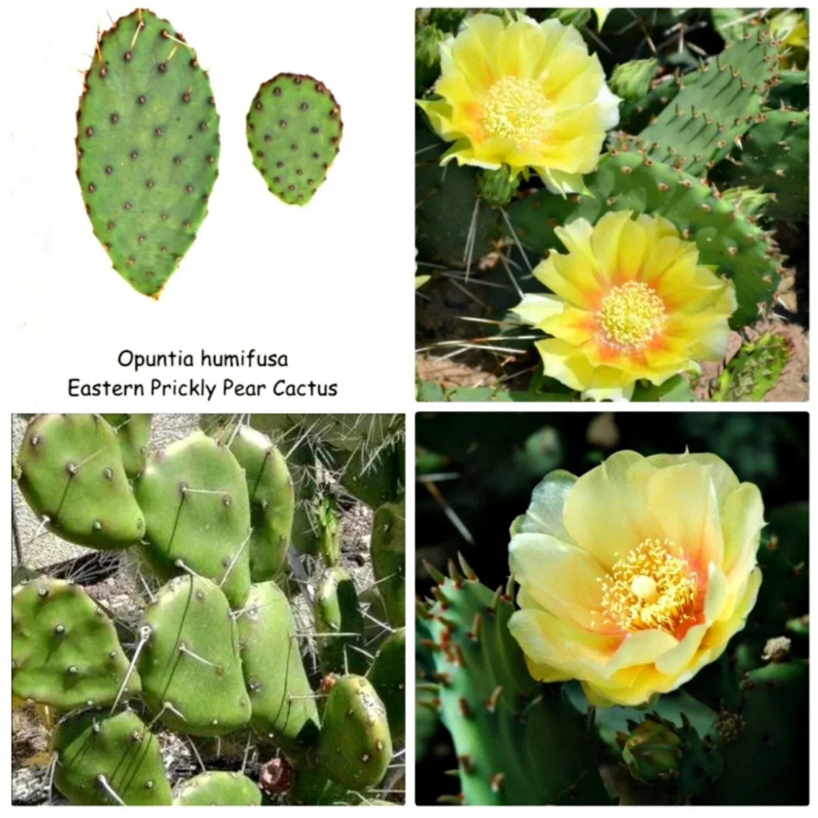 Eastern Prickly Pear Cactus Pad Cuttings - 4 Unrooted Pads - Opuntia humifusa - Drought-Tolerant Succulent for Xeriscaping