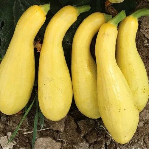Fresh Early Crookneck Summer Squash Seeds - 20 Non-GMO Cucurbita pepo for Home Gardening
