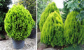 Chinese Arborvitae Seeds – Thuja Orientalis for Privacy Hedge, Landscaping, Evergreen, Fast Growing, Ornamental Plant