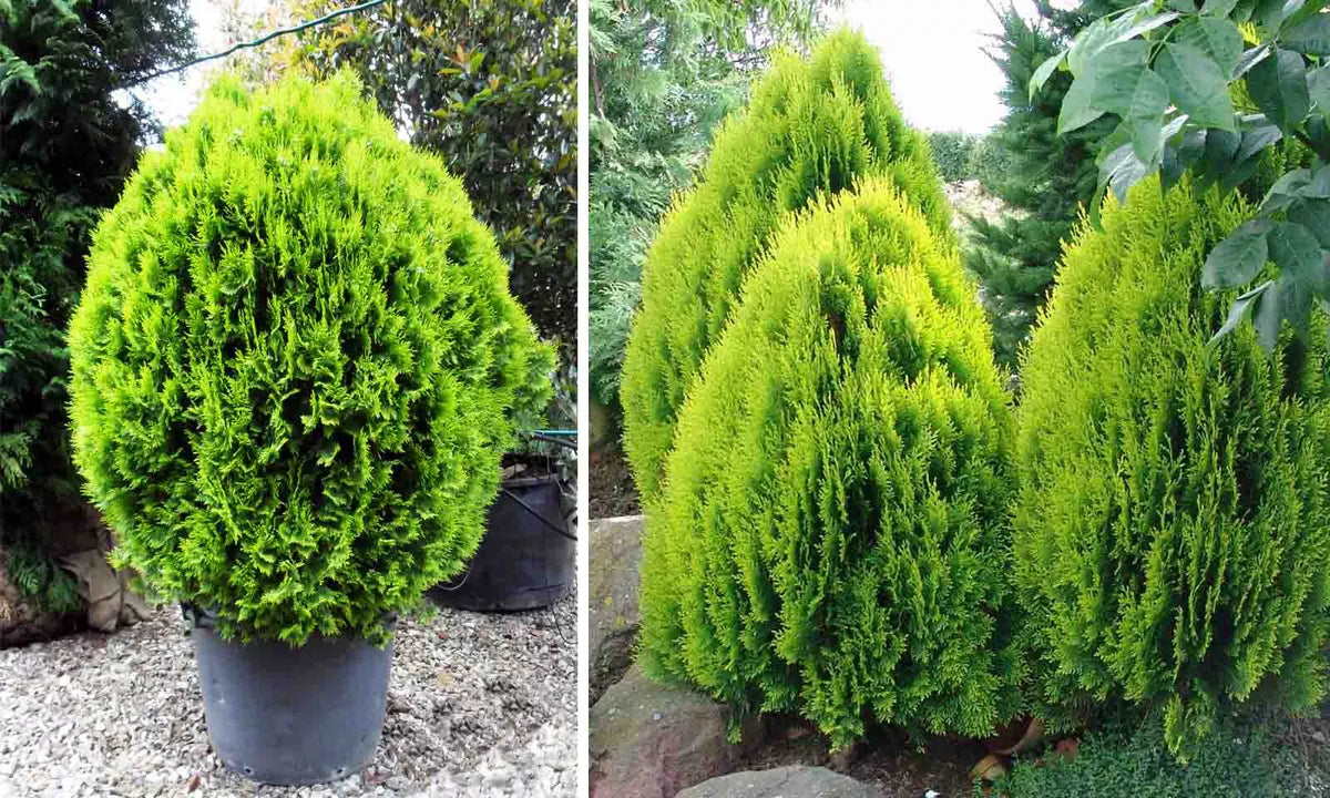Chinese Arborvitae Seeds – Thuja Orientalis for Privacy Hedge, Landscaping, Evergreen, Fast Growing, Ornamental Plant