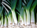 Leek Seeds - Large American Flag Variety - Allium ampeloprasum - Gourmet Cooking, Heirloom, Non-GMO Seed Packet