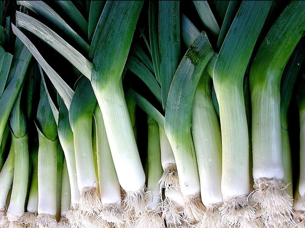 Leek Seeds - Large American Flag Variety - Allium ampeloprasum - Gourmet Cooking, Heirloom, Non-GMO Seed Packet