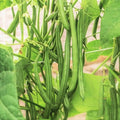 Blue Lake FM1k Green Bean Seeds – Pole, Stringless, Non-GMO, Tender, High-Yield, Phaseolus vulgaris