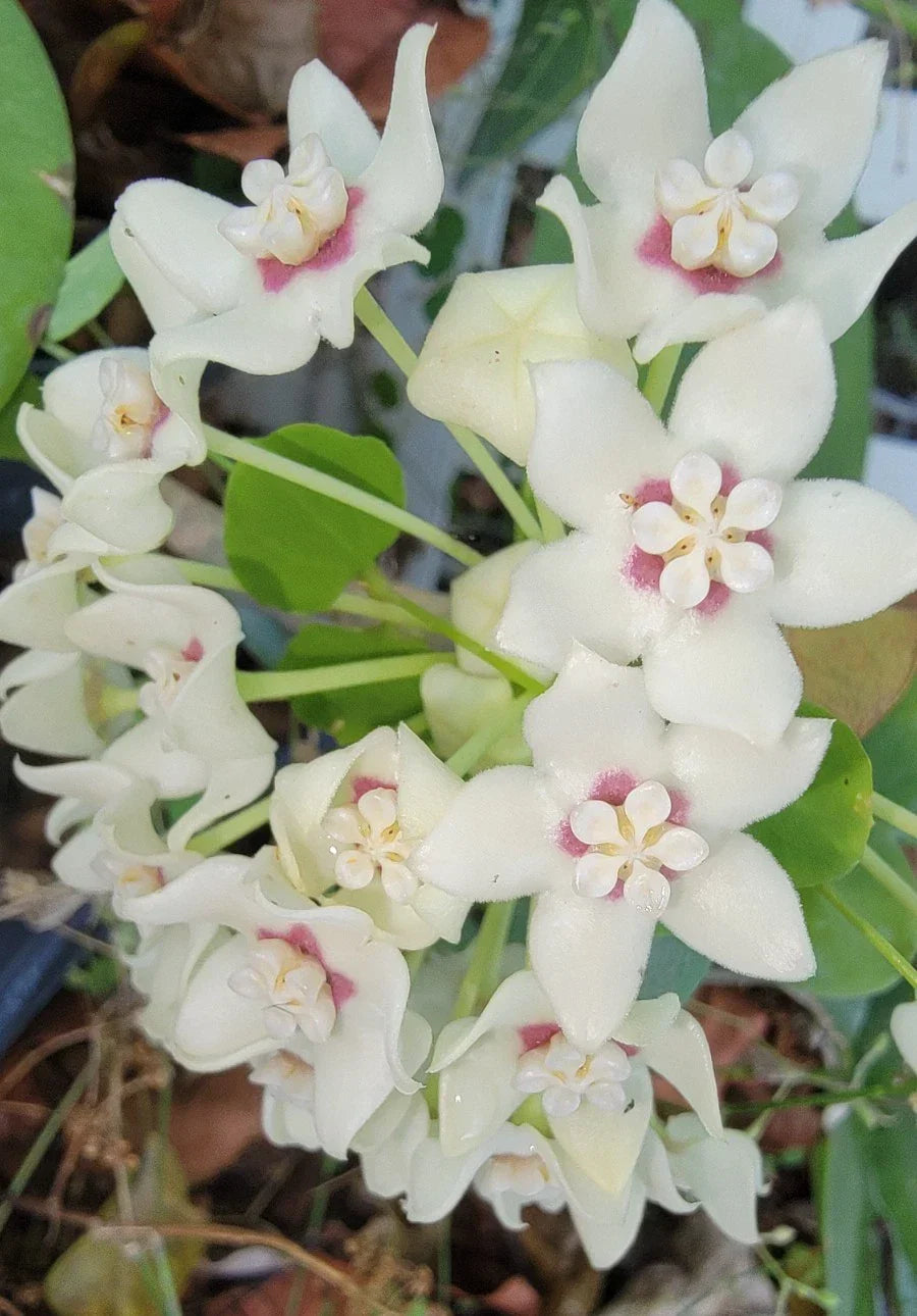 Hoya Australis Live Plant in 2.5" Pot - Fragrant Wax Flowers Indoor Vine