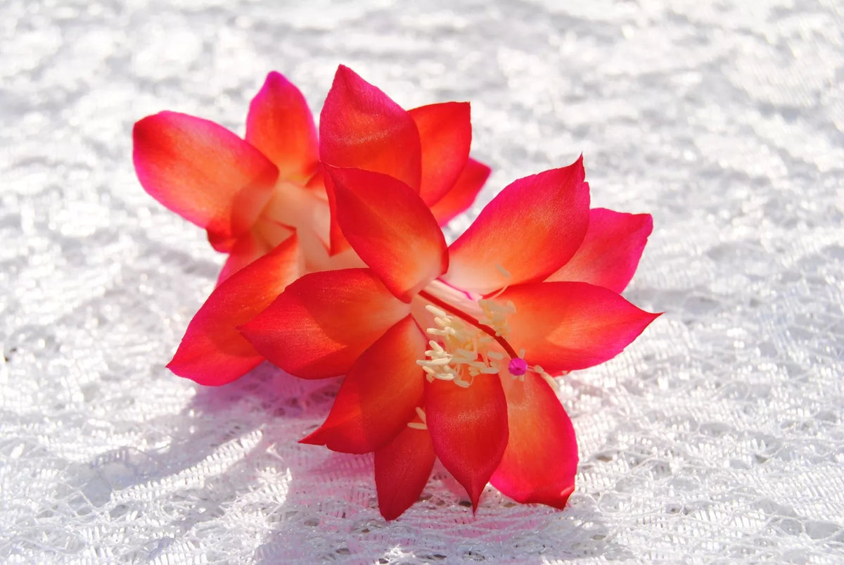 Christmas Cactus Starter Plant - Roxanne Variety - Schlumbergera Truncata - Well-Rooted, Indoor or Outdoor Succulent