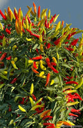 Tabasco Hot Pepper Seeds – 25+ Non-GMO Capsicum frutescens for Home Garden, Balcony, or Pot Cultivation