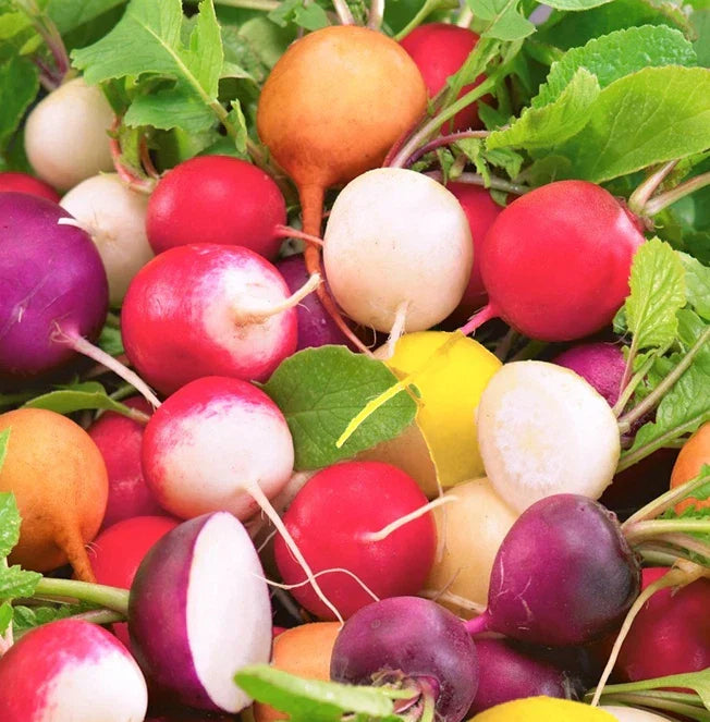 Rainbow Radish Seeds Mix - Colorful Raphanus sativus Seeds for Garden, Salad, Container Growing