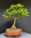 Bonsai Tree Kingsville Boxwood 12-Year-Old in Chinese Glazed Pot, Indoor Miniature Plant, Buxus microphylla var. japonica