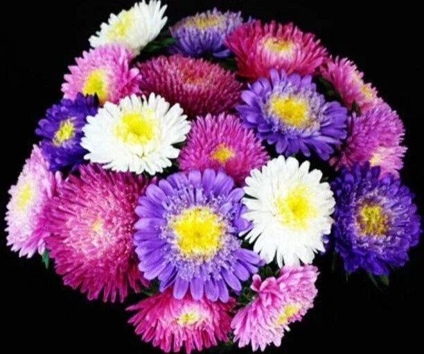 Aster Seeds - 'Standy Mix' - Colorful Perennial Flowers - Aster spp. - 25 Seed Pack