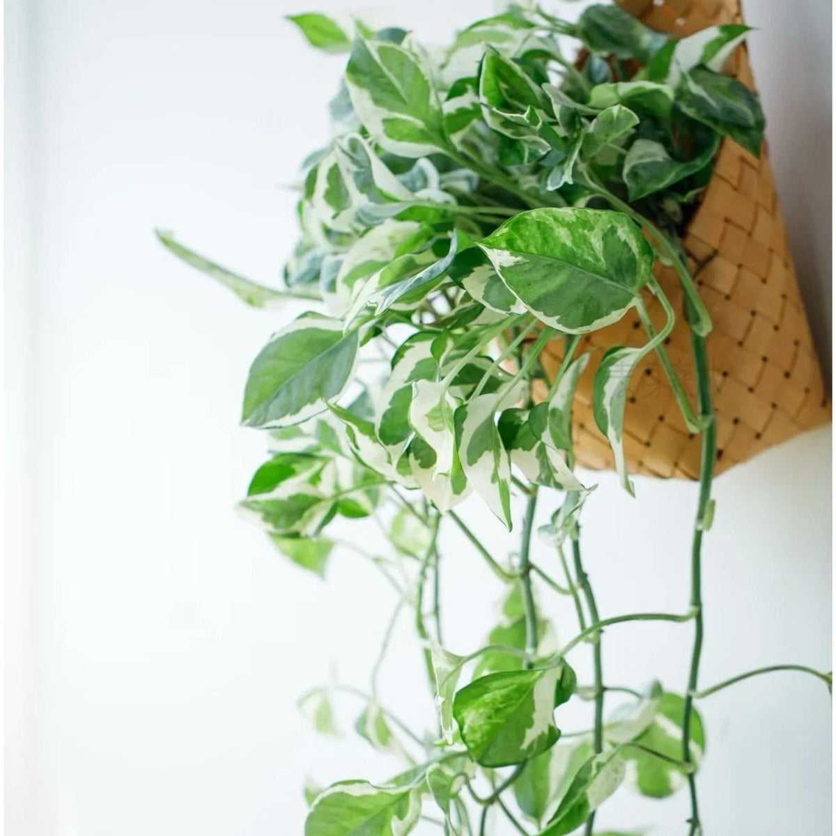 Pothos Cuttings 3 Pieces Pearls and Jade Epipremnum aureum Indoor House Plant Trailing Variegated Green