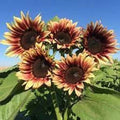 Organic Plum Sunflower Seeds - Helianthus annuus - 20 Pack, Vibrant Purple Blooms, Non-GMO, USA Grown, Free Shipping