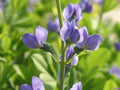 Perennial Wildflower Seeds - Indigo Blue - 31 Seeds for Gardens, Borders, Meadows - GroCo USA