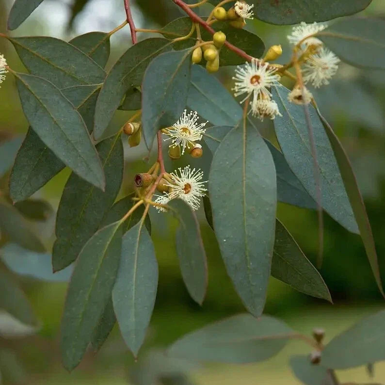 Peppermint Eucalyptus Seeds - 50 Perennial Tree Seeds - Eucalyptus dives - Aromatic, Fast-Growing, Garden & Landscape
