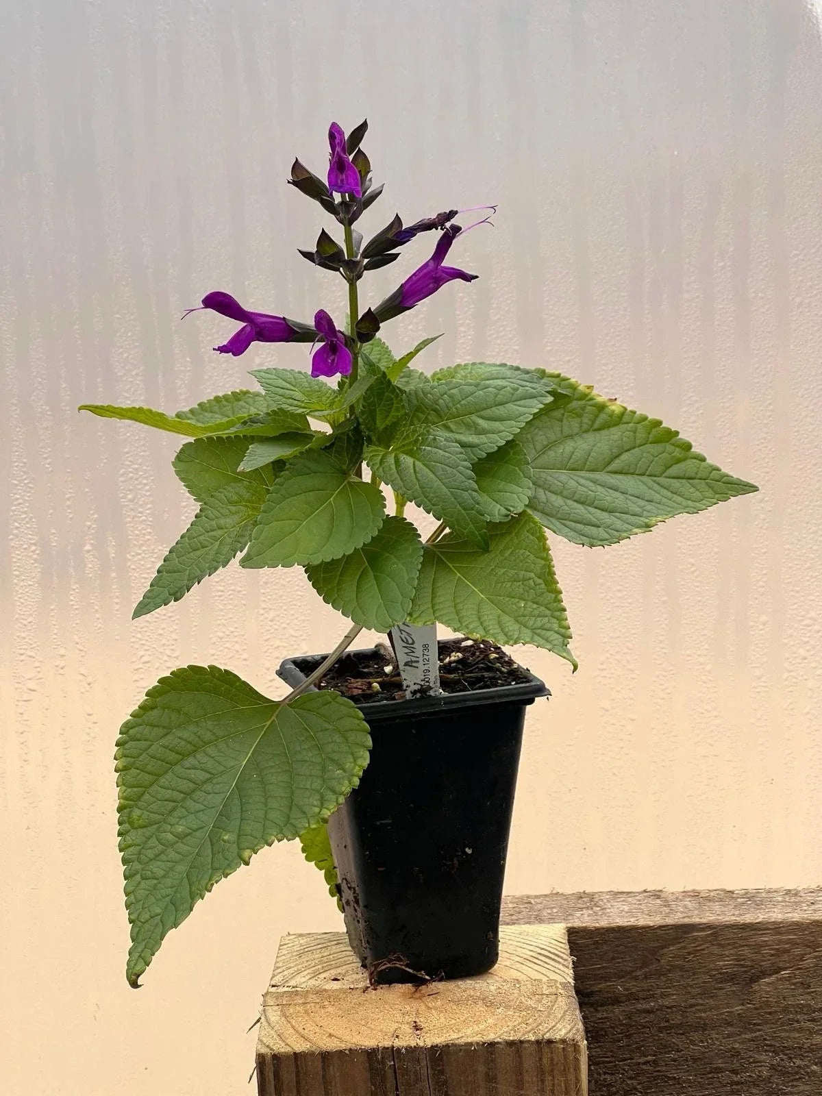 Salvia Amethyst Live Plant - 2” Pot, Purple Flowers, Meadow Sage, Perennial, Salvia nemorosa