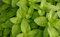 Spearmint Seeds Bulk 1000 Count for Culinary, Herbal Tea & Aromatherapy | Mentha spicata Herb Seed Pack