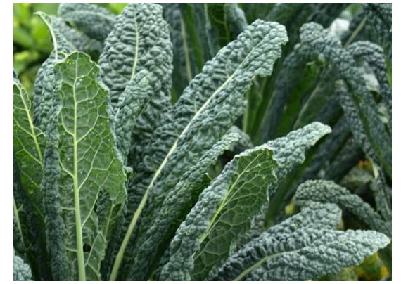 Dinosaur Kale Seeds - Lacinato Variety - Black Tuscany (Nero di Toscana) - Heirloom Brassica oleracea