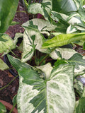 Syngonium Three Kings Unrooted Cutting – Live Plant with 2 Leaves & 2 Nodes – Variegated Syngonium podophyllum for Indoor Garden