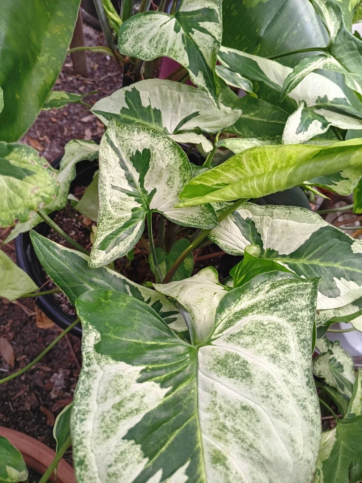 Syngonium Three Kings Unrooted Cutting – Live Plant with 2 Leaves & 2 Nodes – Variegated Syngonium podophyllum for Indoor Garden