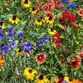 Southeastern Wildflower Seed Mix - 200 Non-GMO Native Flower Seeds for Pollinator Gardens - Eco-Friendly Garden Mix