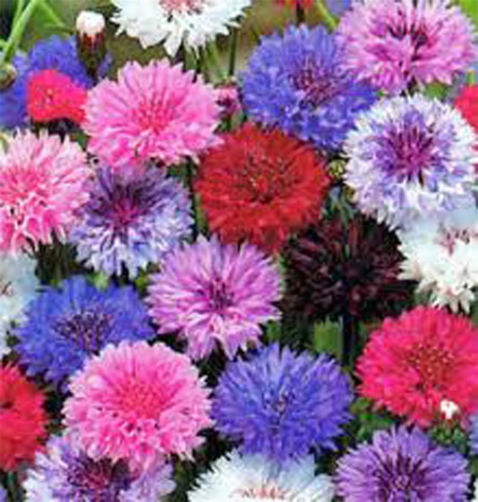 Dwarf Bachelor Button Seeds - Polka Dot Mix, Wildflower Blend, Centaurea cyanus, 500 Seeds