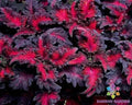 Black Dragon Lulu Coleus Seeds - 25+ Pack for Garden & Indoor Planting - Coleus scutellarioides