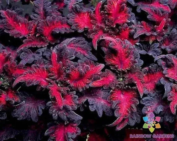 Black Dragon Lulu Coleus Seeds - 25+ Pack for Garden & Indoor Planting - Coleus scutellarioides