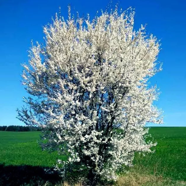 American Plum Tree Seeds - Fruit-Bearing Prunus americana for Zone 3 - Hardy, Fast-Growing, Juicy Plums