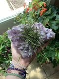 Small Clump Air Plants - Texas Tillandsia Moss Balls - Unique Boho Decor - Easy Care Epiphyte Plants