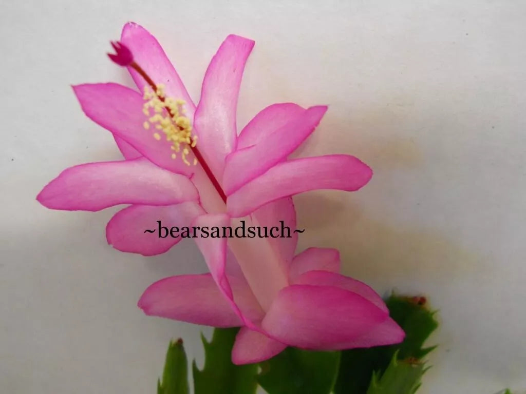 Schlumbergera Starter Plant - Thor Caroline Christmas Cactus - Indoor Holiday Blooming Houseplant - Schlumbergera truncata