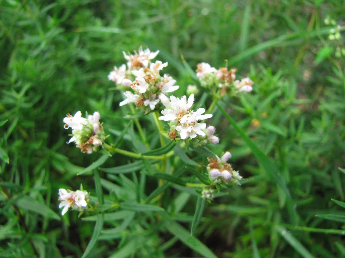 Mountain Wild Mint Seeds - 300 Pack, Mentha arvensis, Herb for Sun & Shade, Culinary & Tea Use, Easy to Grow