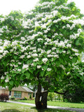 Northern Catalpa Seeds - 30 Pack, Catalpa speciosa, Hardy Tree Seeds for Landscaping and Garden Planting