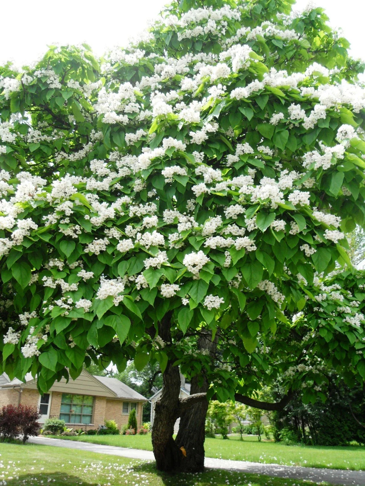 Northern Catalpa Seeds - 30 Pack, Catalpa speciosa, Hardy Tree Seeds for Landscaping and Garden Planting