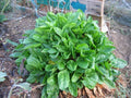 Sorrel Seeds 100 Pack – Rumex acetosa Herbaceous Perennial for Gardens & Containers