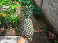 Panare Pineapple Seeds 15+ Pack for Gardening, Ananas comosus, Tropical Fruit, USA Grown, Easy to Grow