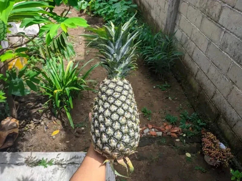 Panare Pineapple Seeds 15+ Pack for Gardening, Ananas comosus, Tropical Fruit, USA Grown, Easy to Grow