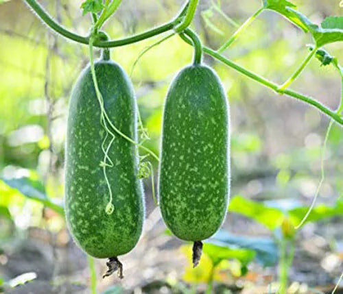 Organic Hairy Skin Gourd Seeds, Fuzzy Melon, Wax Gourd, Benincasa hispida, Non-GMO, 20+ Seeds