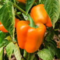 Orange Sun Sweet Bell Pepper Seeds - Heirloom Non-GMO, Crisp, Juicy, Capsicum annuum, Vegetable Seeds for 2025 Gardening