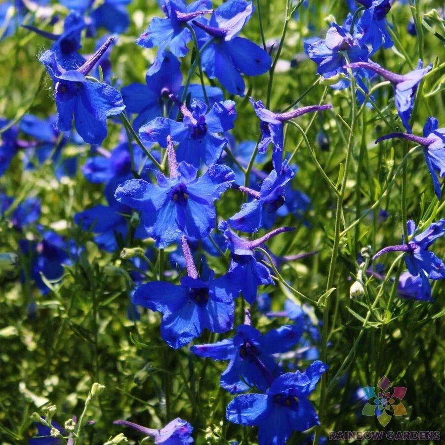 Blue Butterfly Delphinium Seeds - 200+ Count Garden Flower Seeds for Borders & Cut Flowers - Delphinium elatum