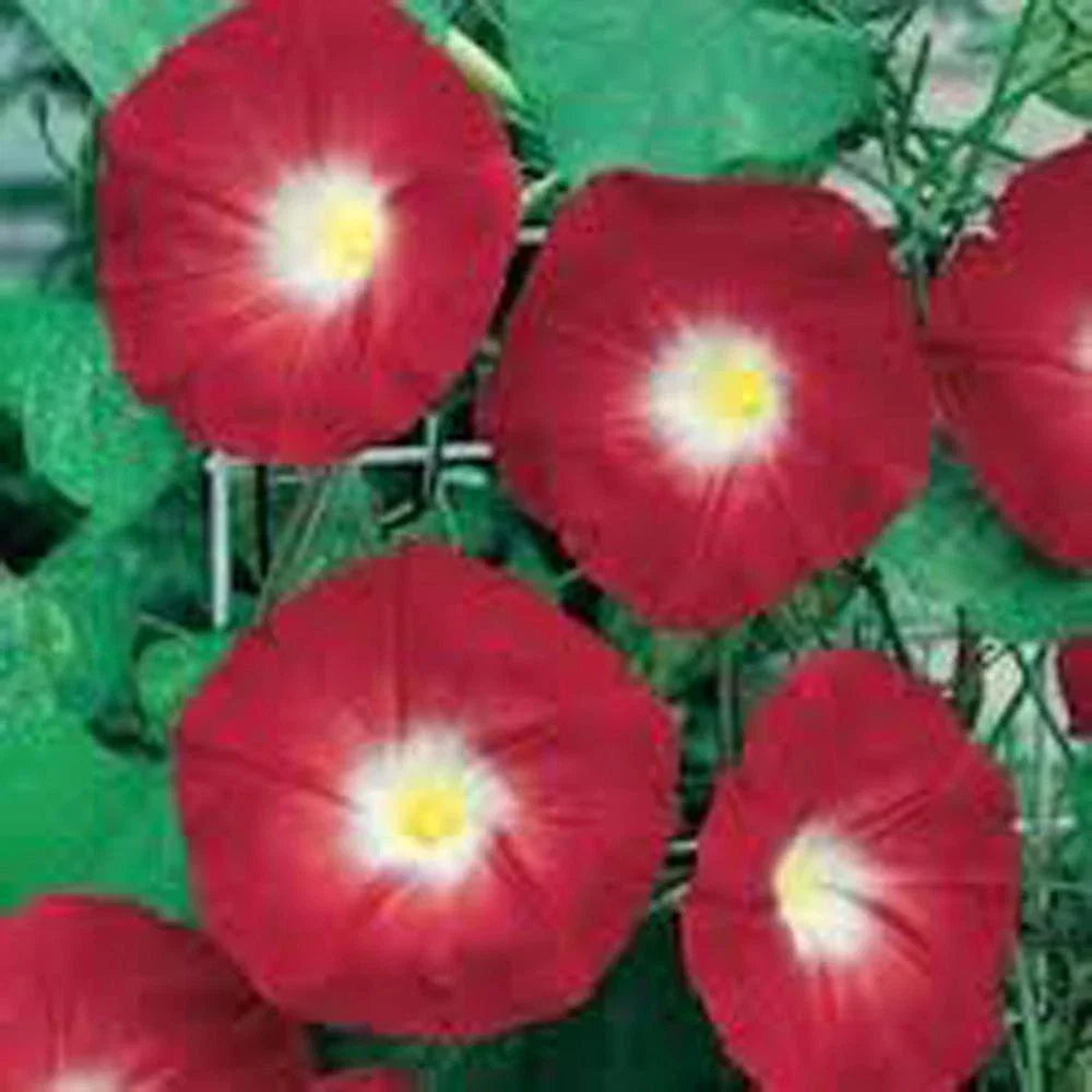 Scarlet O'Hara Morning Glory Seeds - 100+ Ipomoea purpurea Deep Red Blooms for Fences & Trellises