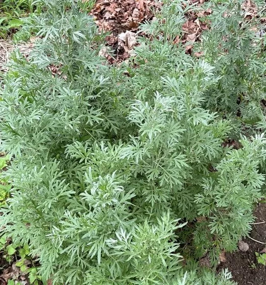 Absinthe Wormwood Seeds - 1000+ Perennial Artemisia absinthium for Gardens, Herbal Use, Pollinator Attractant