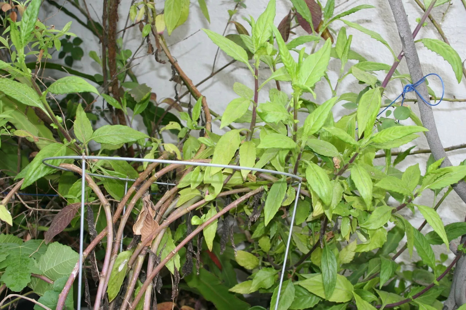 8-inch Gynura Procumbens Longevity Spinach Cuttings, Edible Perennial Vegetable, Green Foliage, Tropical Herb